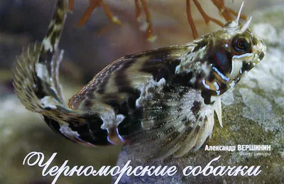Из свежей рыбы из Черного моря Стоковое Изображение - изображение  насчитывающей морск, диетпитание: 212027083