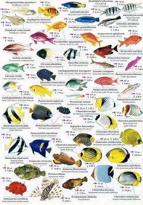 Рыбы красного моря картинки