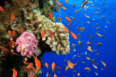 Рыбы красного моря картинки фотографии