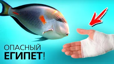 Рыбки Красного моря в интернет-магазине Ярмарка Мастеров по цене 6000 ₽ –  MITD2BY | Картины, Москва - доставка по России