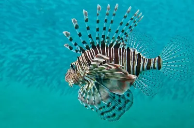 Рыбы Красного моря: безобидные и опасные, фото и описание