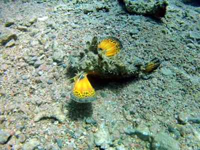Рыбы Красного моря