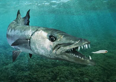 Платаксы | Рыбы Красного моря | Мифические существа, Красное море, Рыба