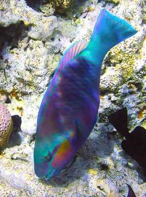 🐡🐠🐟 Опасные рыбки Красного моря | Cooltripsegypt | Дзен