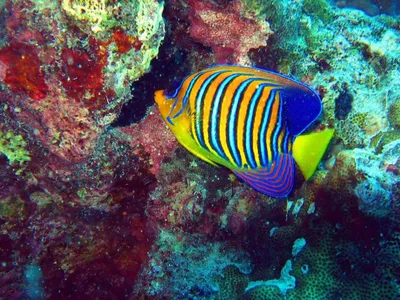 Рыба у побережья красного моря - 63 фото