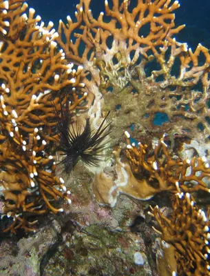 Рыбы Красного моря: безобидные и опасные, фото и описание