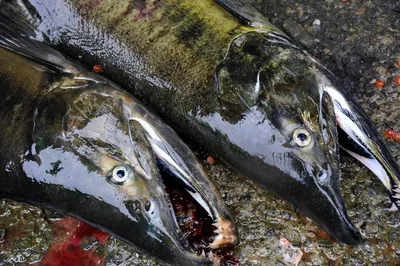 В начале лососевой путины на Дальнем Востоке покупателям могут продать  \"старую\" рыбу - SakhalinMedia.ru