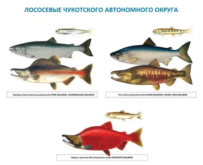 Рыботорговая система fishery.ru / Рыбные новости