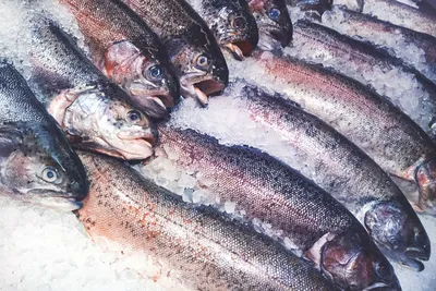 Кабмин утвердил порядок рыбалки на Севере, в Сибири и на Дальнем Востоке -  Российская газета