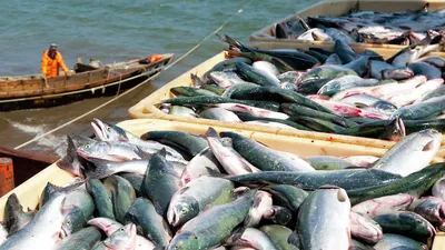 РЖД стали возить больше рыбы с Дальнего Востока - Российско-Китайский  деловой совет