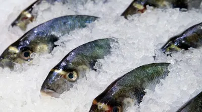 Ученые Сибири нашли способ проверить свежесть рыбы | НДН.Инфо