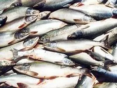 Поставки красной рыбы в Новосибирск побили все рекорды - KP.RU