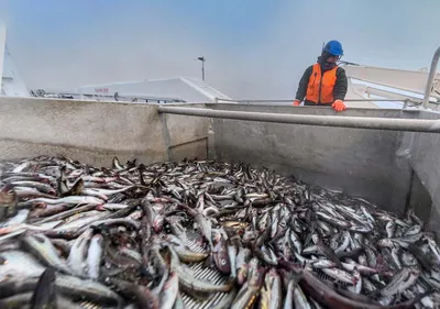 Рыба не попадает в сети РЖД. Рынок смотрит на обещания Росрыболовства и  железнодорожников со скепсисом | Vgudok