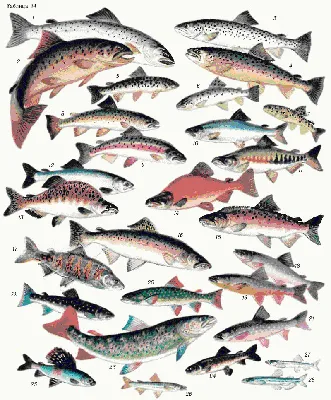Мурманский Рыболовный Форум • Просмотр темы - Лососеобразные