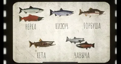 Фестиваль «Страна рыбы и рыбоедов» пройдёт на Камчатке в начале сентября