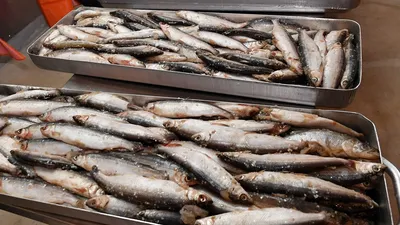 5 видов рыб, которых можно ловить в Норильске и на Таймыре