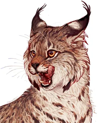 Обыкновенная рысь (Lynx lynx). Подробное описание экспоната, аудиогид,  интересные факты. Официальный сайт Artefact