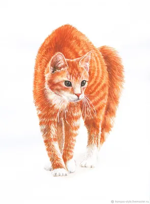 Рыжий кот стоковое фото. изображение насчитывающей выхоленный - 142443984