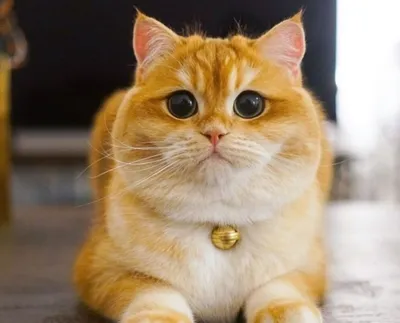 Рыжий кот стоковое фото. изображение насчитывающей взъерошенный - 93721230