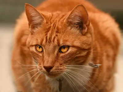 Рыжий кот стоковое изображение. изображение насчитывающей кот - 72739963