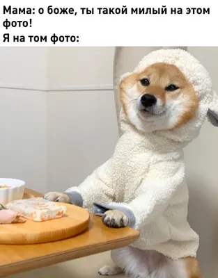 Прикольные картинки с надписями и смешные животные (30 картинок) от 16  декабря 2017 | Екабу.ру - развлекательный портал