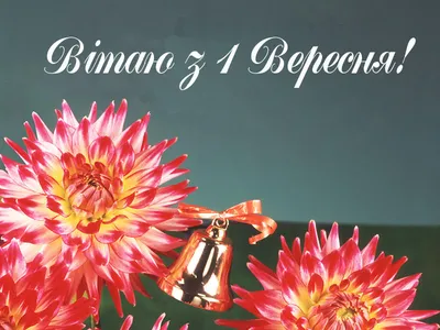 №06 Oткрытки «1 сентября», «учителю», различные размеры - Botanic Craft |  Цветы и растения в Хабаровске