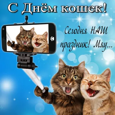 С днем кошек - прикольные картинки, открытки с котиками и стихи - Апостроф