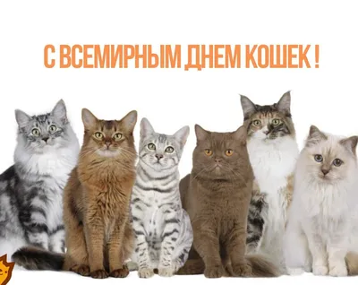 День кошек - Праздники сегодня | Праздник, Открытки, Кошачьи картины