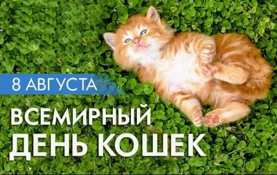 Поздравляем всех со всемирным днём кошек! - Новости - Питомник кошек