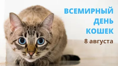 8 августа — Всемирный день кошек / Открытка дня / Журнал Calend.ru