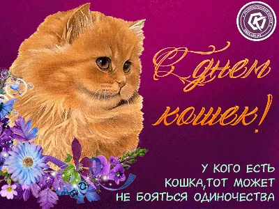 8 августа — Международный день кошек! История, традиции и интересные факты.  | ВКонтакте