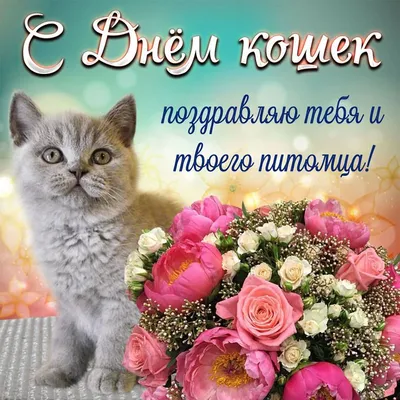День котов и кошек: 17 февраля, 1 марта, 8 августа - открытки с  поздравлениями | Открытки, Кошачьи фотографии, Поздравительные открытки