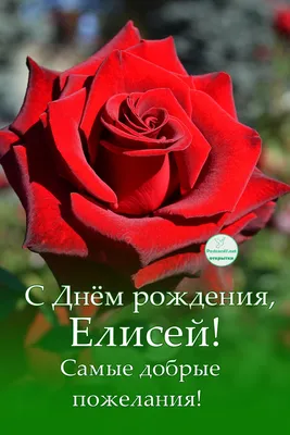 С Днём рождения, Елисей, роза — Открытки к празднику