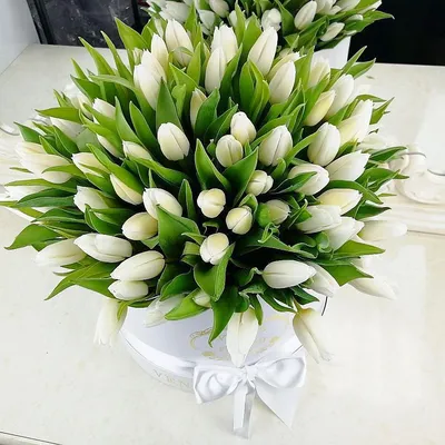 Коробка тюльпанов «Очарование» заказать с доставкой по цене 16 110 руб. в  Алупке
