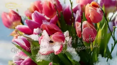 С днем рождения тюльпаны картинки - 71 фото