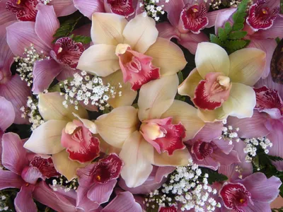ОТКРЫТКИ С ДНЕМ РОЖДЕНИЯ : Открытка с Днем Рождения Розовые орхидеи