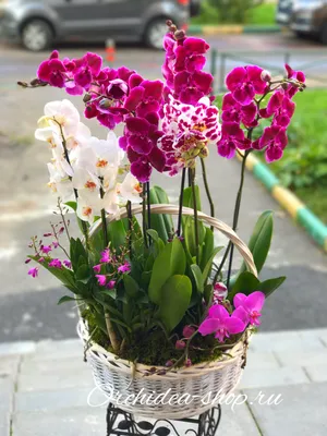 Букет из орхидеи и фрезии» с орхидеями, фрезиями и лизиантусами - купить в  Красногорске за 11 240 руб