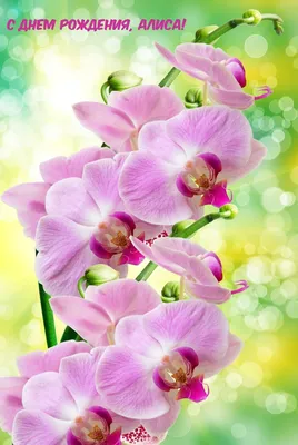 Картинка Букет Орхидей С Днем Рождения – Telegraph