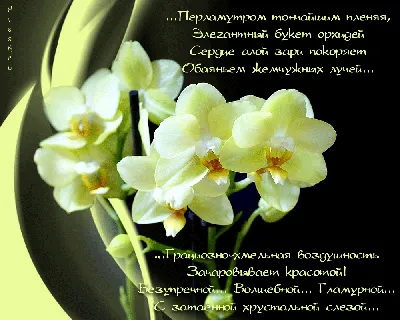 Роскошный букет орхидей - 78 фото