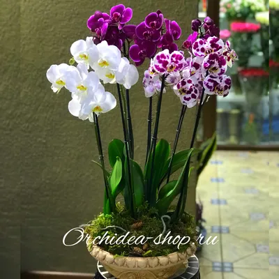 Орхидеи с розами \"Веселый день\" купить в Москве в Букет-Элит