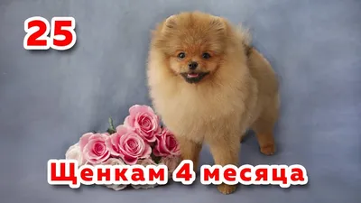 Померанский шпиц красивая порода собак Фон Обои Изображение для бесплатной  загрузки - Pngtree