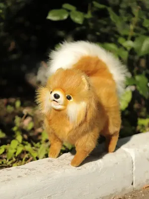 Прелестная Pomeranian собака шпица с подарок на день рождения Стоковое Фото  - изображение насчитывающей ангстрома, собачий: 178874456