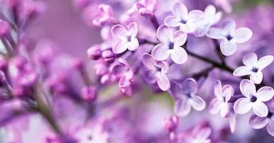 Весной цветет красивая розовую ветку сирени. Текст с днем рождения Стоковое  Изображение - изображение насчитывающей цвет, сад: 180850729