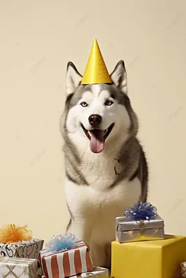 День рождения с собакой и кексами на ней | Премиум PSD Файл