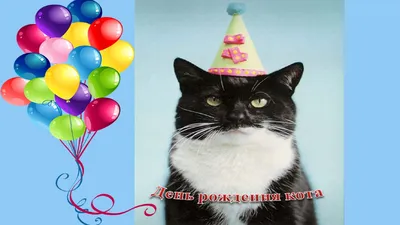 Конверты, поздравительные открытки 5x7 дюймов, открытка на день рождения с  черной кошкой открытки с конвертом, экологически взрывной смех | AliExpress