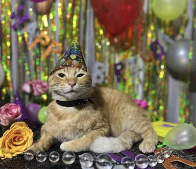 😻Как отпраздновать день рождения кошки | Нос, хвост, лапы | Дзен
