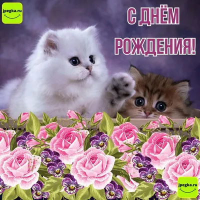 Поздравительная открытка с котом - 69 фото