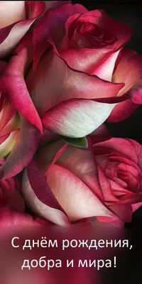 Открытки к празднику - Жёлто-красные розы. Открытка ко Дню рождения.  https://www.postcard7.net/с-др-открытки-г-3/жёлто-красные-розы-с-др/  #сднёмрождения #открыткасднёмрождения #открытки | Facebook