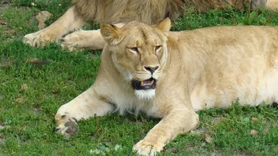 Директор парка львов рассказал о судьбе спасенной на Запорожье львицы -  Лента новостей Мелитополя