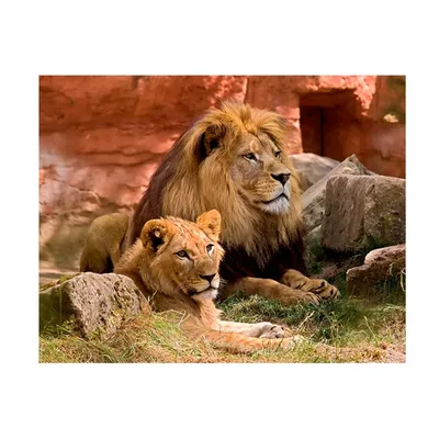 В Калининградском зоопарке в 21 год умерла львица-долгожительница Тисса |  РБК Life